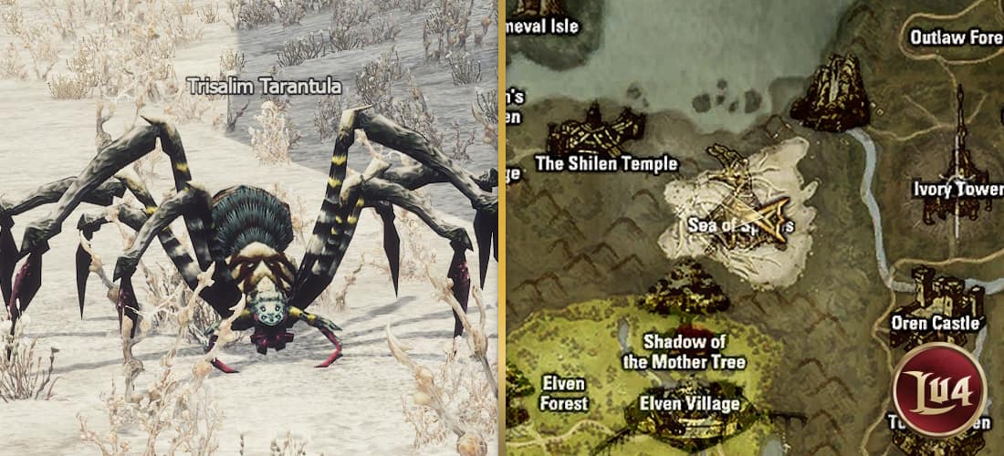 Trisalim Tarantula